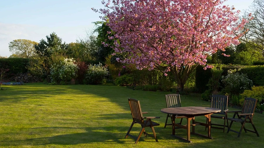 Backyard with tree